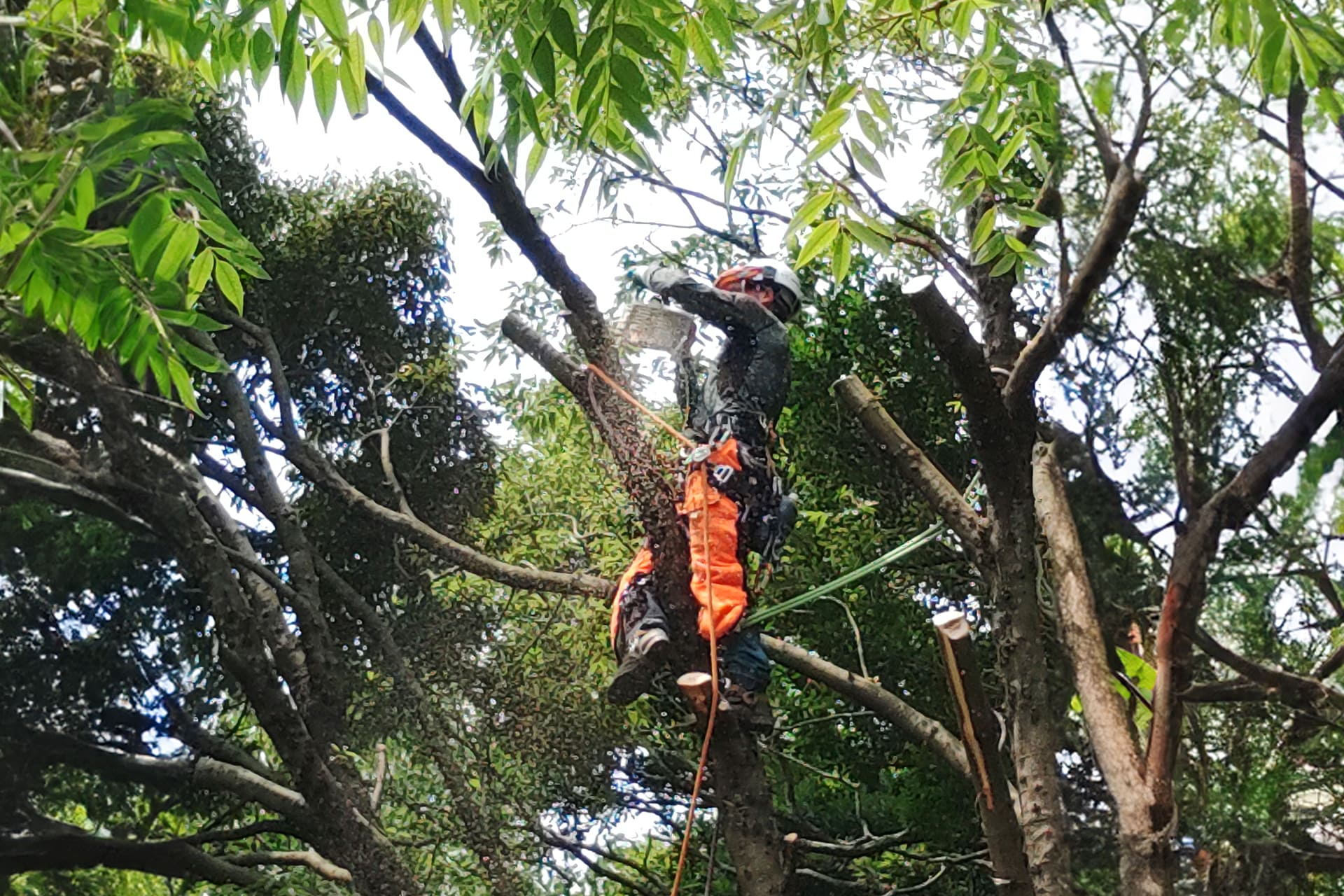 特殊伐採